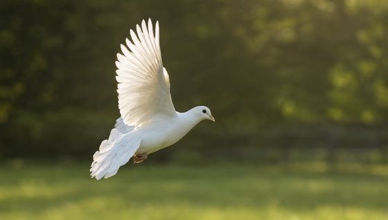 Dove still, Start still, made with Qwen-Image 2.1