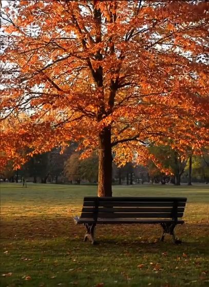 Autumn tree, First frame of a clip generated with LTX 2.5